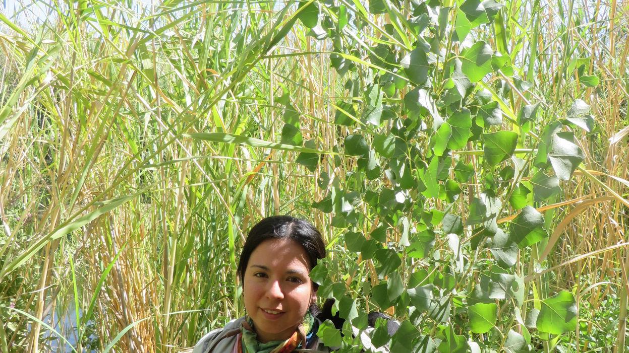 'Farming nature' helps restore Colorado Delta cottonwoods, willows